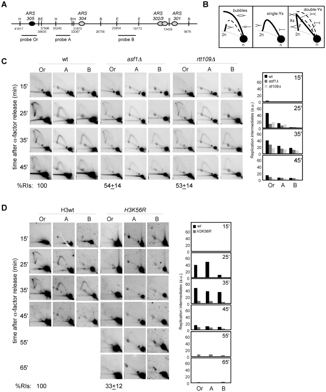 Histone H3K56 acetylation is required for preventing the loss of replication forks.