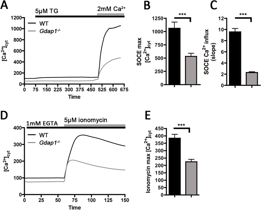 SOCE alteration in <i>Gdap1</i><sup><i>-/-</i></sup> embryonic motor neurons <b>(A)</b> Fura-2 [Ca<sup>2+</sup>] signals of embryonic MNs from WT (black) and <i>Gdap1</i><sup><i>-/-</i></sup> (grey) mice.