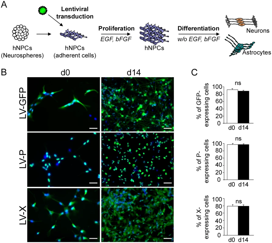 Lentiviral transduction and establishment of transgenic hNPCs.