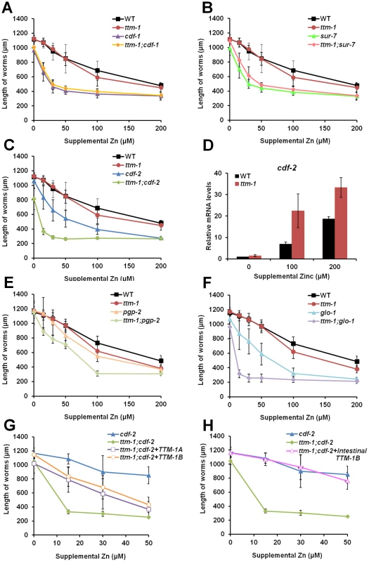 Role of <i>ttm-1</i> in zinc detoxification.