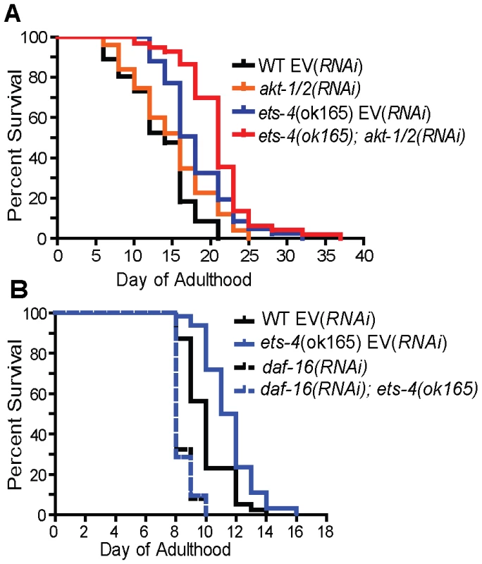 <i>ets-4</i> acts in parallel to the insulin/IGF-1 signaling pathway converging onto <i>daf-16</i>.