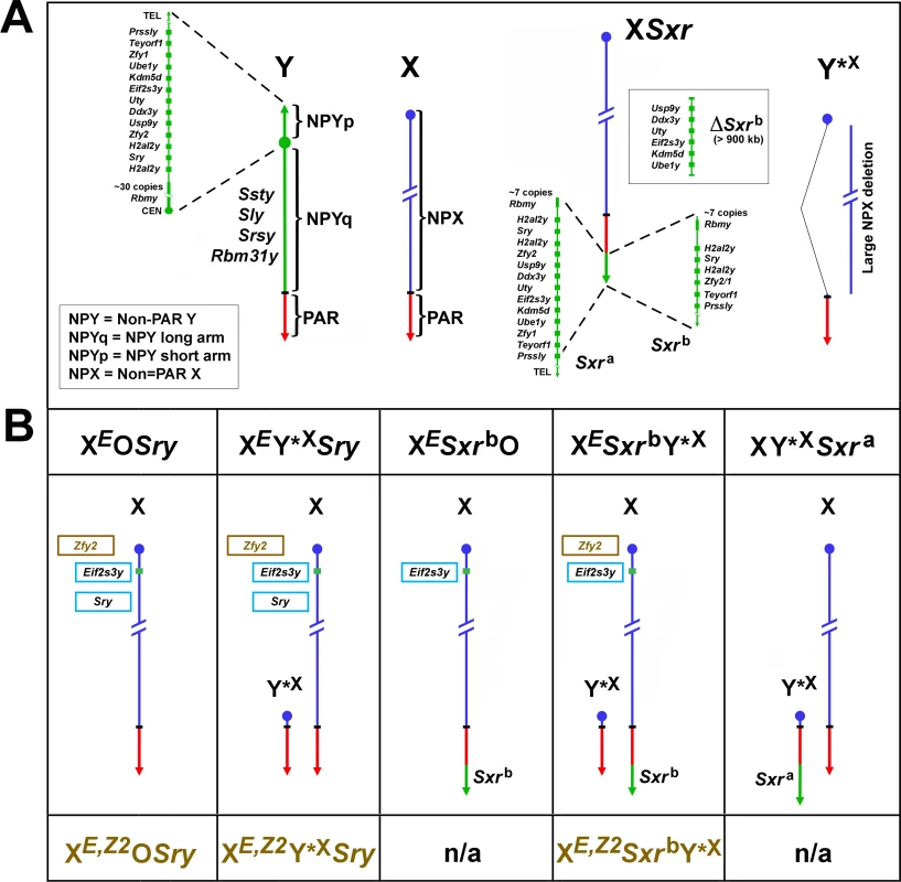 Mouse X and Y chromosomes, variant sex chromosomes, and mouse genotypes relevant to this study.