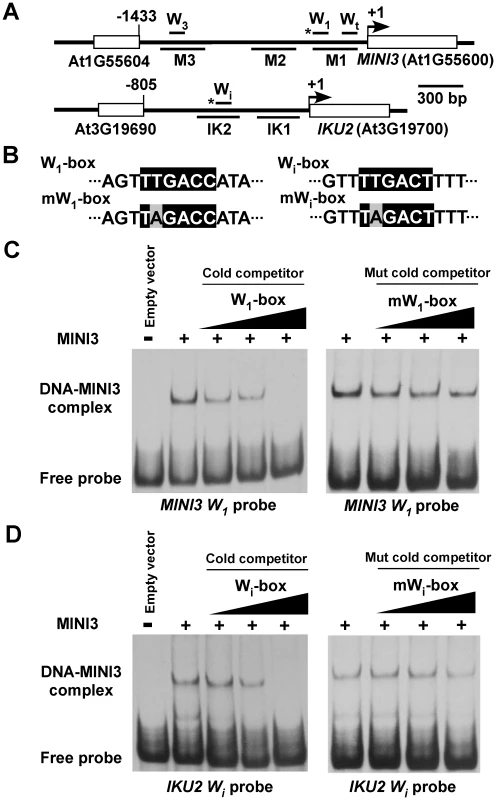 MINI3 binds to W-boxes in the <i>MINI3</i> and <i>IKU2</i> promoters.