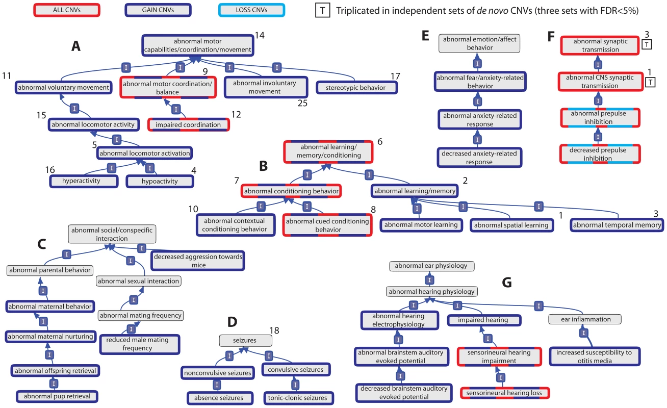 Relationships of mouse model phenotypic terms enriched among genes overlapped by <i>de novo</i> CNVs identified in individuals with ASD.