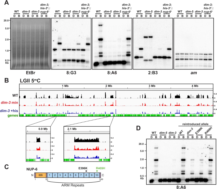 The DNA methylation deficiency in <i>dim-3</i> strains is caused by mutations in <i>nup-6</i>.
