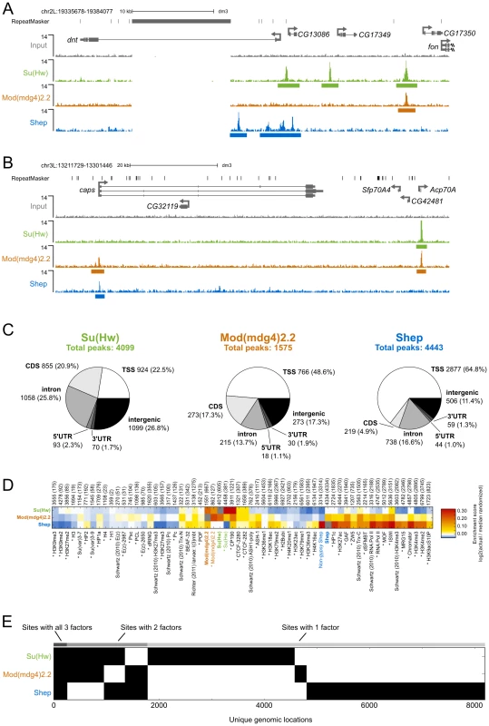 Comparison of Su(Hw), Mod(mdg4)2.2, and Shep ChIP–seq profiles in BG3 cells.