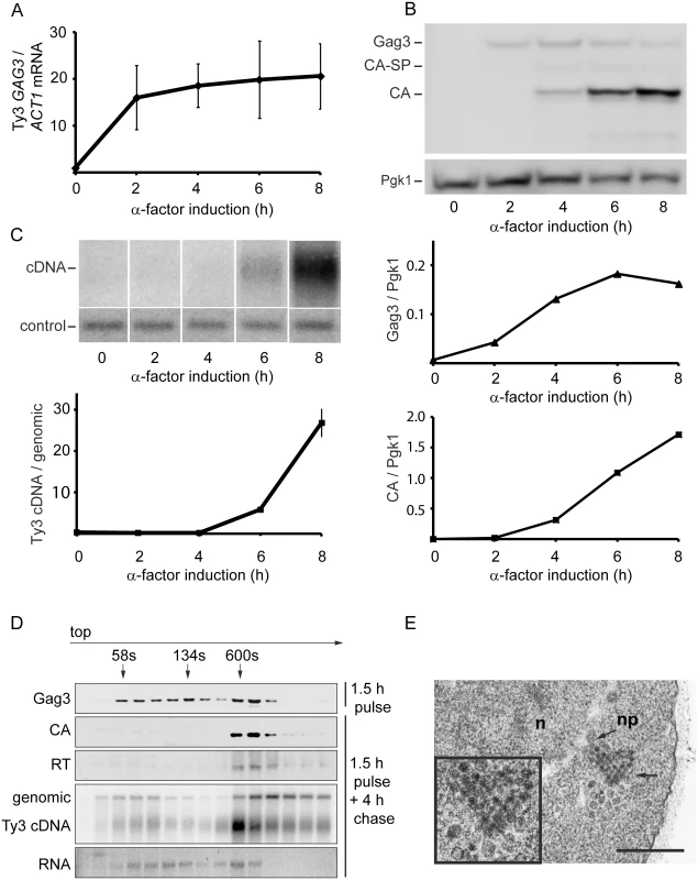 Time course of pheromone-induced production of Ty3 retrotransposition intermediates.