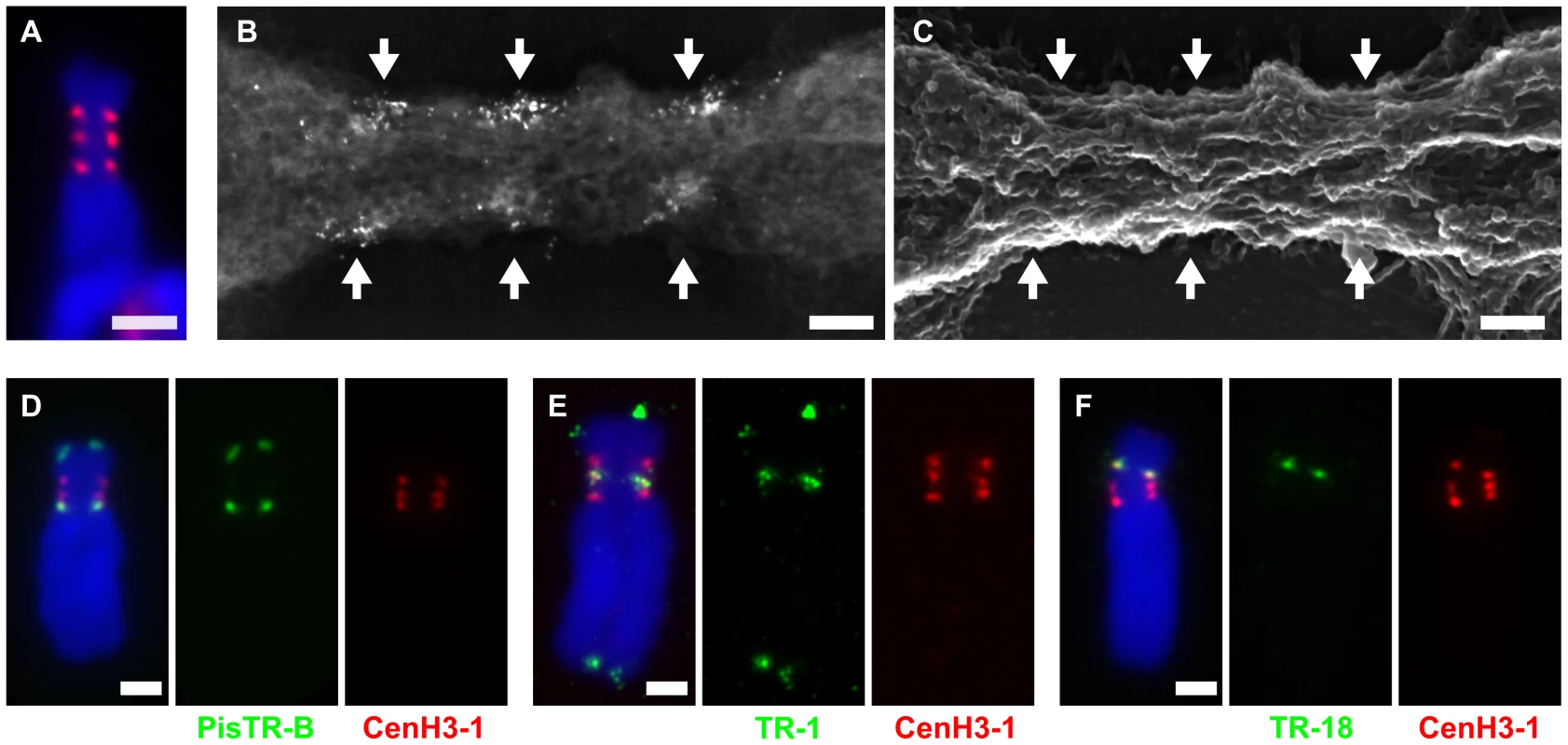 Organization and DNA sequence composition of CenH3-containing domains in chromosome 3.