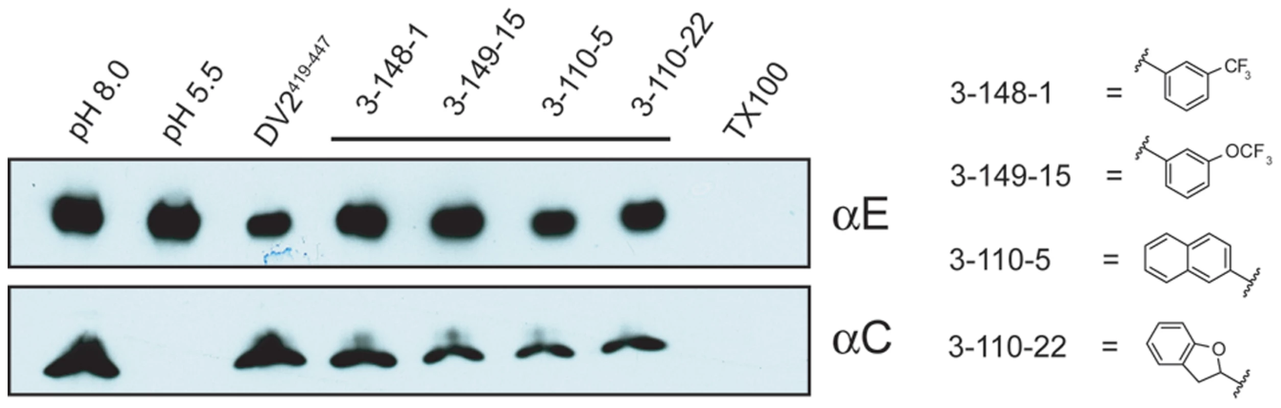 Inhibition of viral fusion with liposomes.