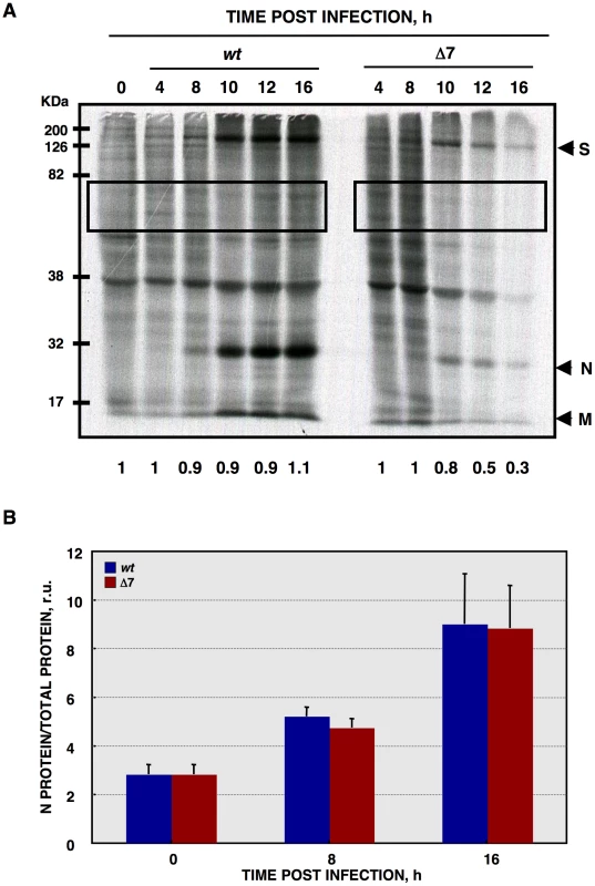 <i>De novo</i> protein synthesis in rTGEV infections.