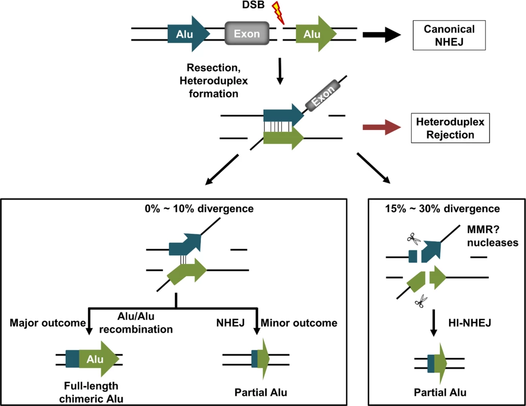 Model of DNA DSB repair between homeologous Alu elements in the human genome.