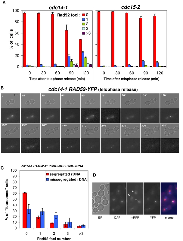 Cells coming from a <i>cdc14-1</i> release frequently form Rad52 repair factories, which accumulate when rDNA missegregation had previously occurred.