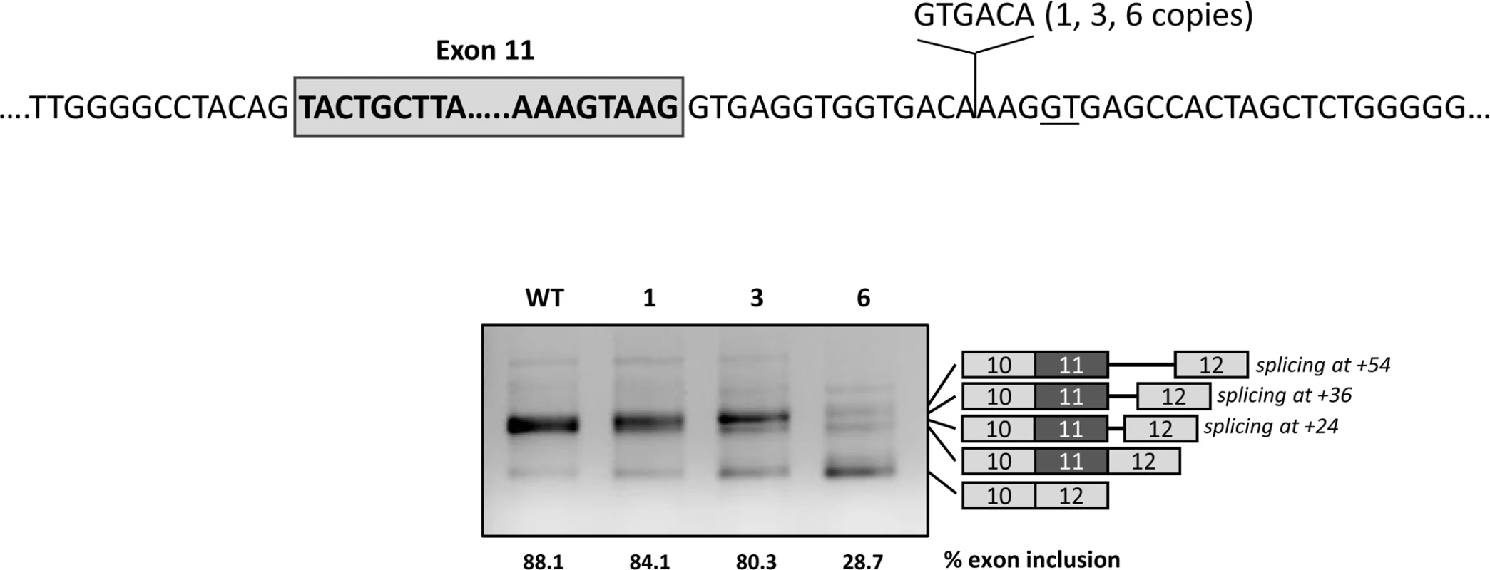 Effect of distance of the intronic regulatory region to the natural 5’ splice site.