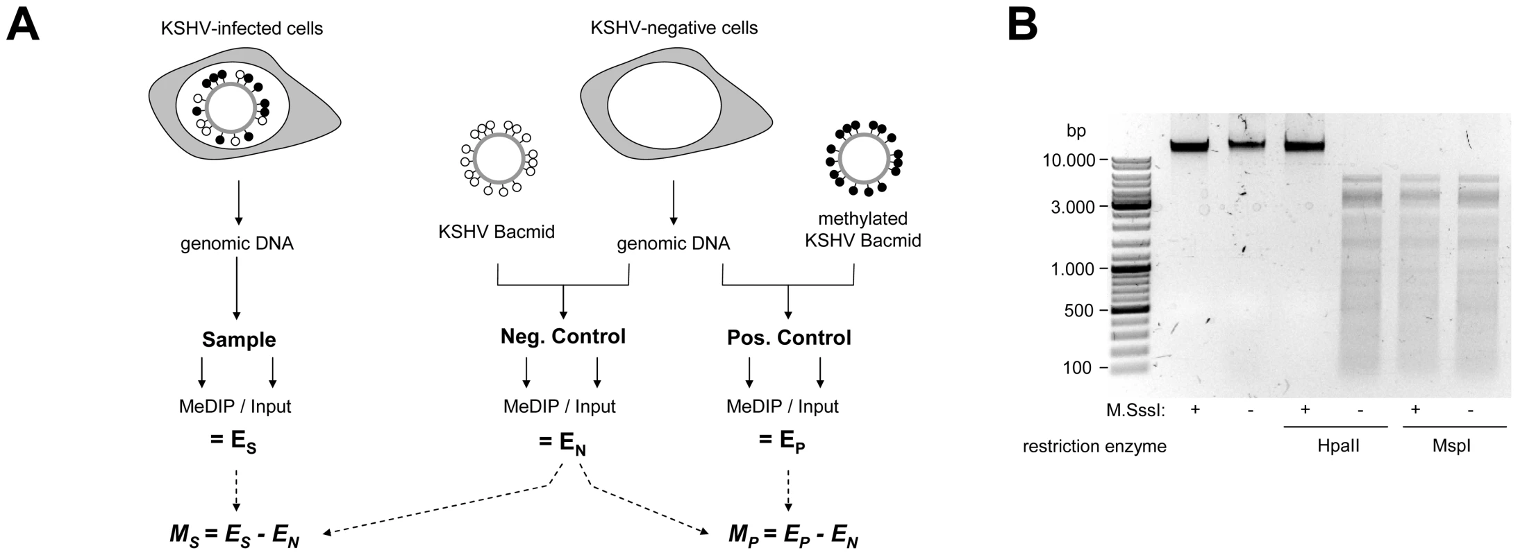 Experimental design of MeDIP analysis.