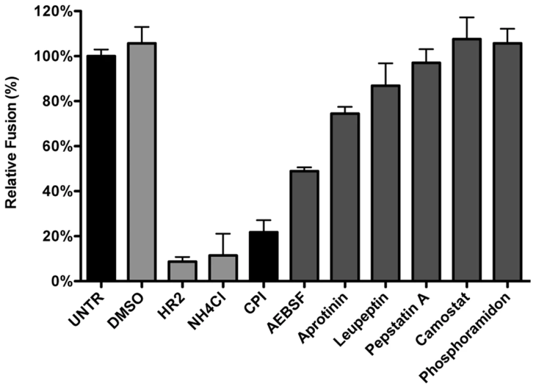 Inhibition of lysosomal proteases prevents MHV fusion.