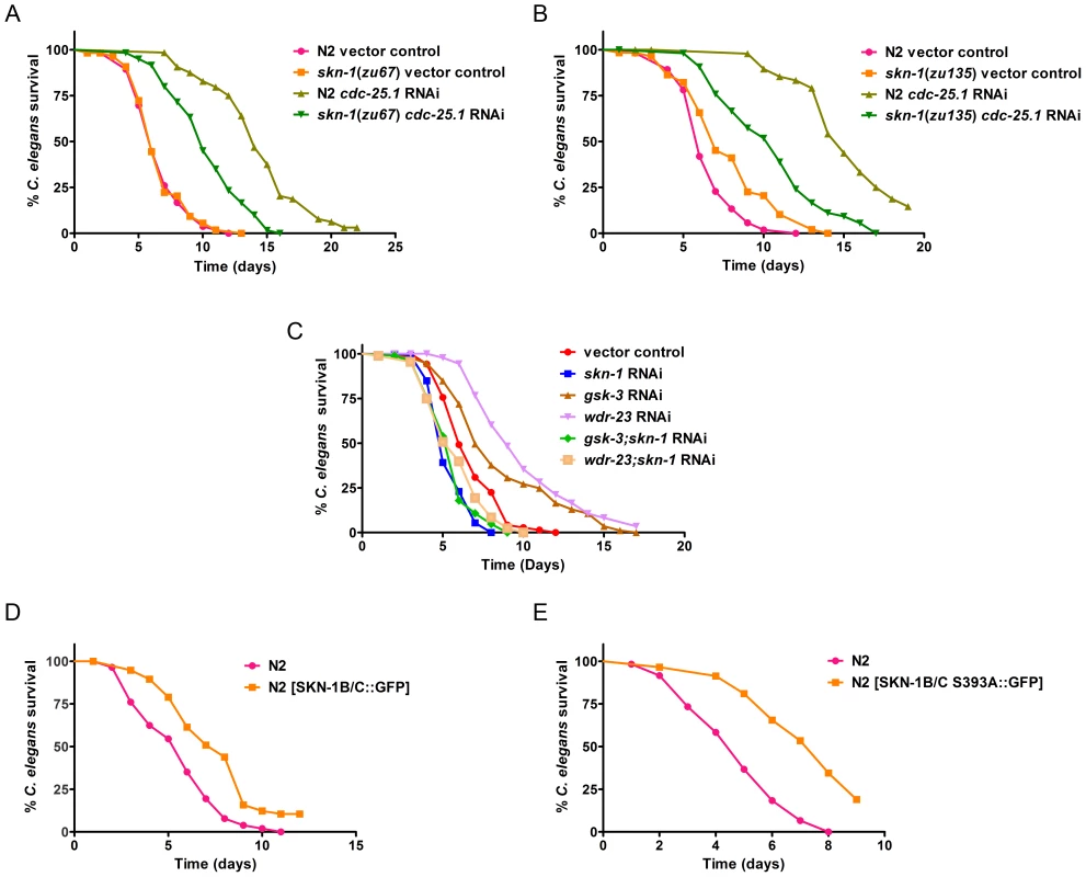 SKN-1 is required for survival of worms during infection.