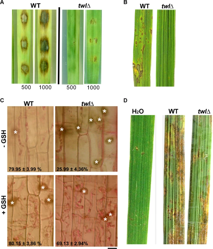 Twl facilitates redox homeostasis during <i>M</i>. <i>oryzae</i> pathogenicity.