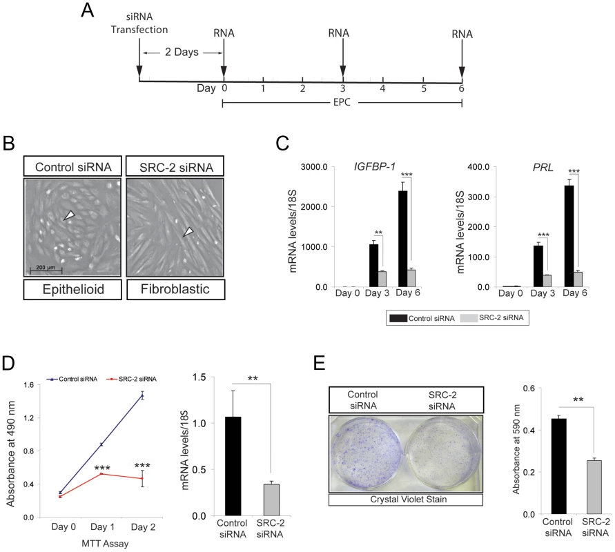 Proliferation of hESCs requires SRC-2 during the early stages of the decidual progression program.