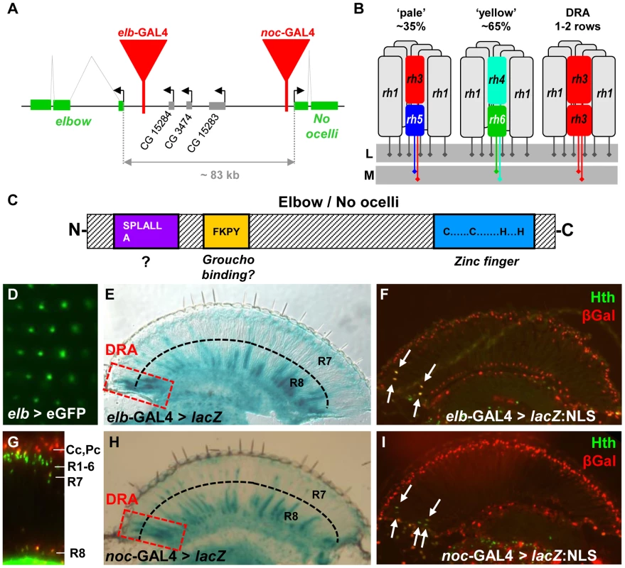 Expression of <i>elbow</i> (<i>elb</i>) and <i>No ocelli</i> (<i>noc</i>) in photoreceptors.