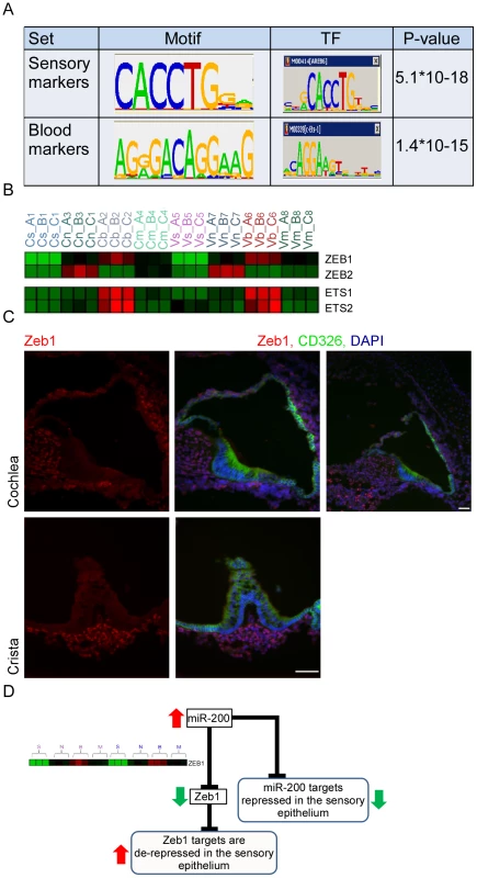 Key regulators of the inner ear transcriptome.