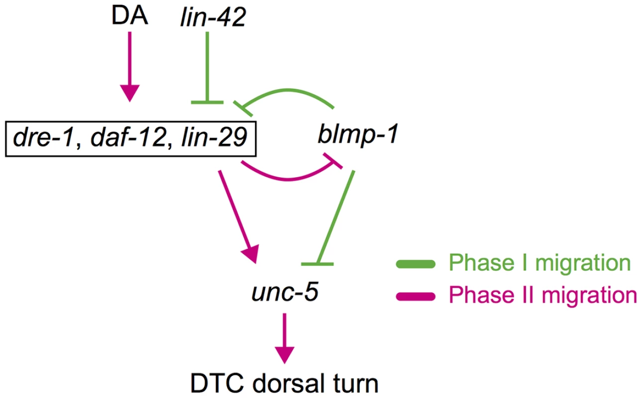 Spatiotemporal regulation of DTC migration.