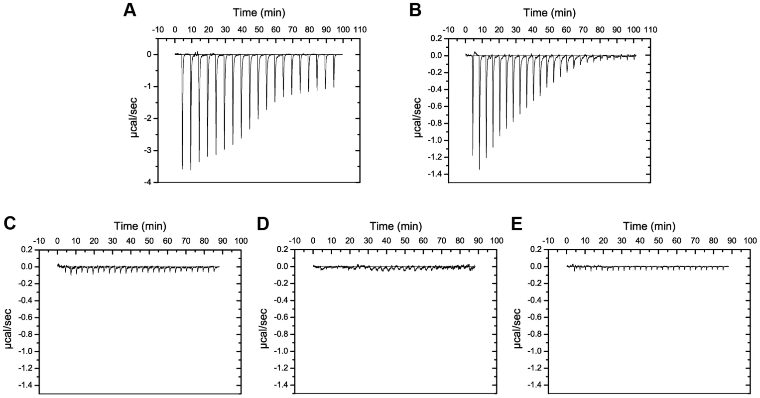 Putidacin L1 binds strongly to LPS-derived polysaccharides from susceptible but not tolerant or resistant <i>P. syringae</i> isolates.