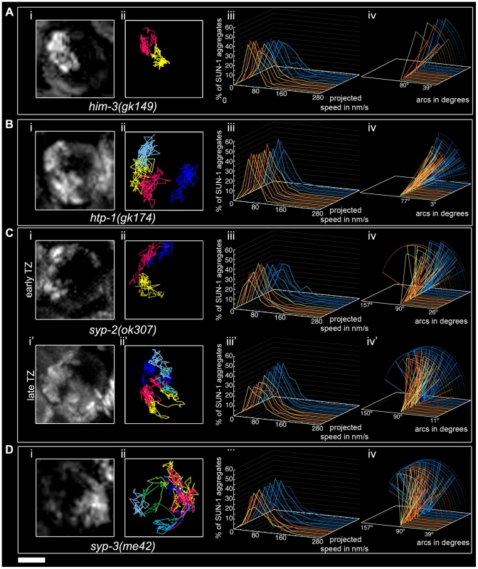 Impact of SC components on the dynamics of SUN-1 aggregates.