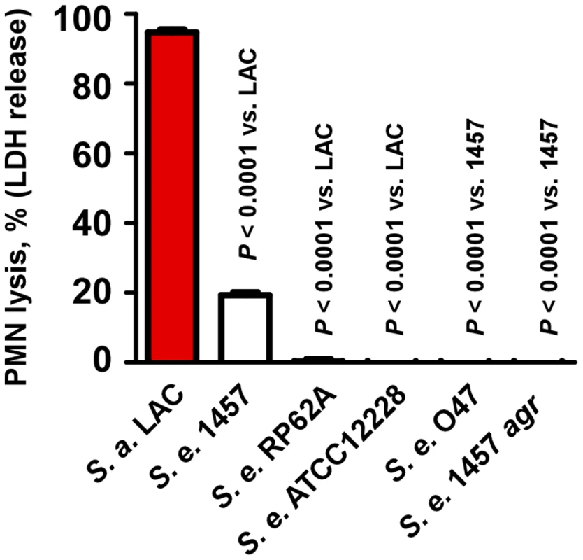 Neutrophil lysis by <i>S. epidermidis</i> culture filtrates.