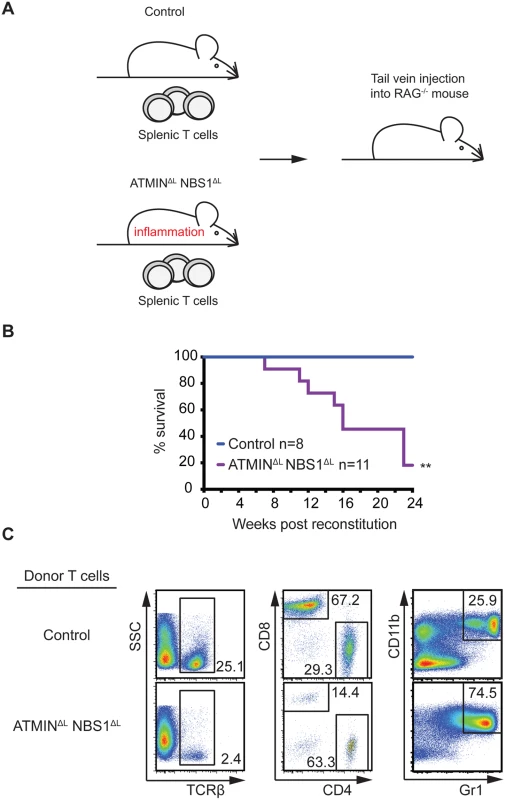 Systemic inflammation in ATMIN<sup>ΔL</sup>NBS1<sup>ΔL</sup> mice is T cell intrinsic.