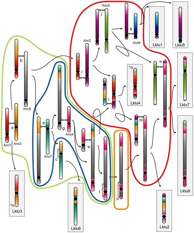Cartoon showing the rearrangements indicated by lowercase letters in <em class="ref"><b>Figure 1</b></em>.