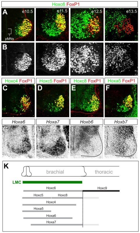 Dynamic expression of brachial <i>Hox</i> genes in the spinal cord.