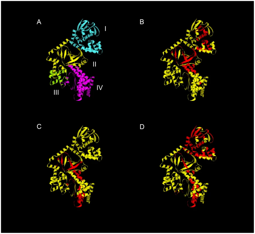 Regions HLA-DR and DQ-presented anthrax LF epitopes mapped onto the LF protein structure reveals clustering of immunogenic epitopes.