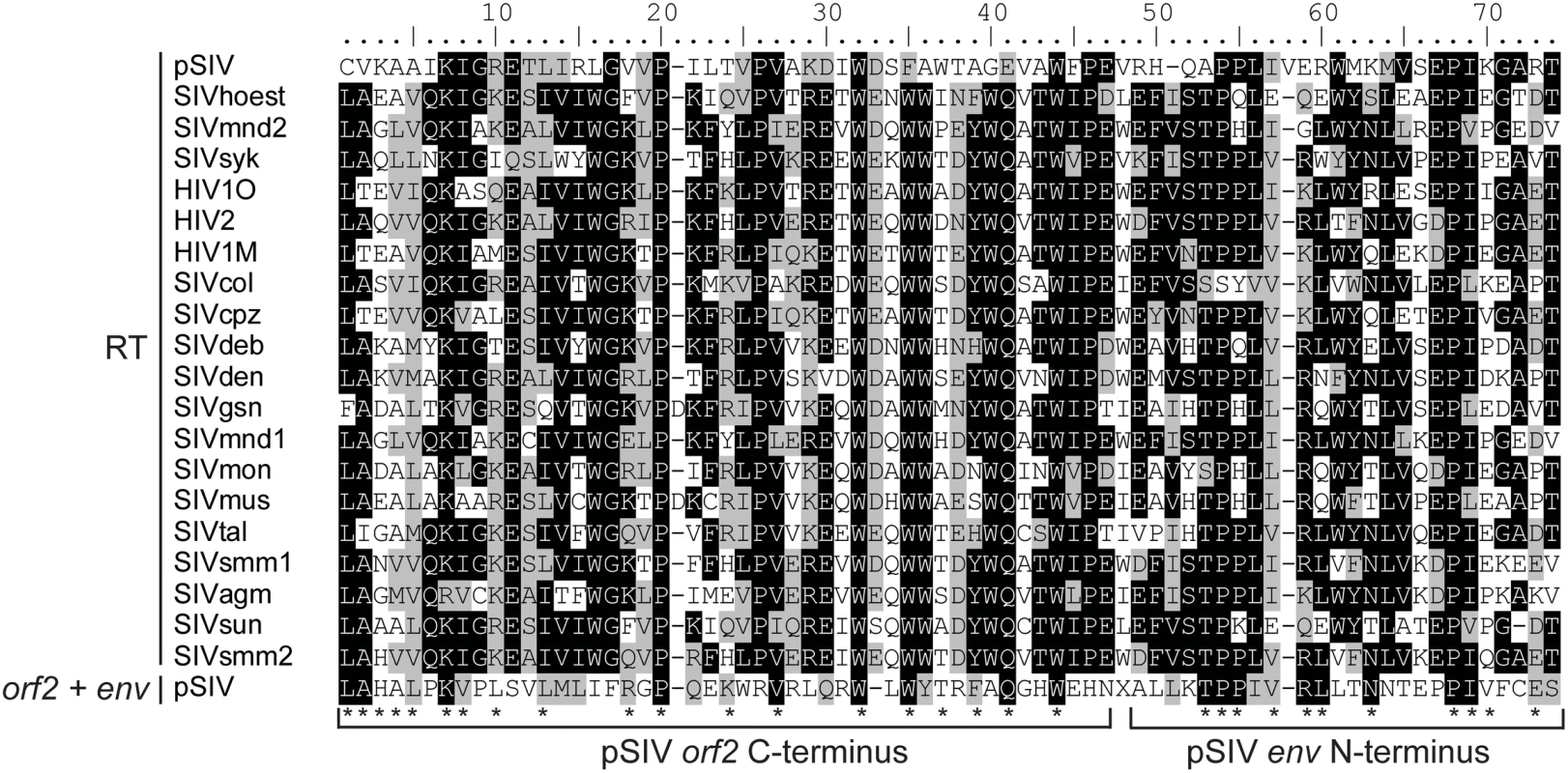 Alignment between a 71 aa region of the RT domain of the primate lentiviruses and the <i>orf2</i> (46 aa)−<i>env</i> (25 aa) junction of pSIV.
