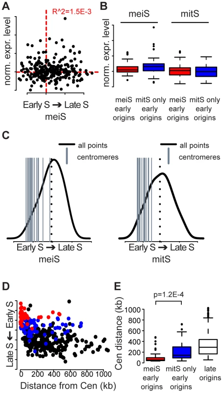 Centromeres replicate early in S phase.