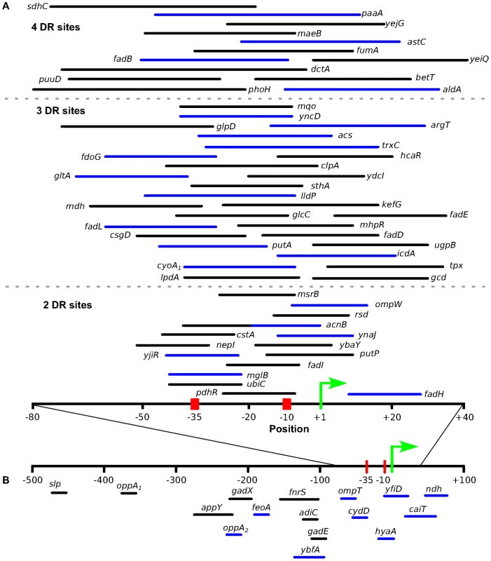 The location of predicted ArcA binding sites with respect to the known transcription start site.