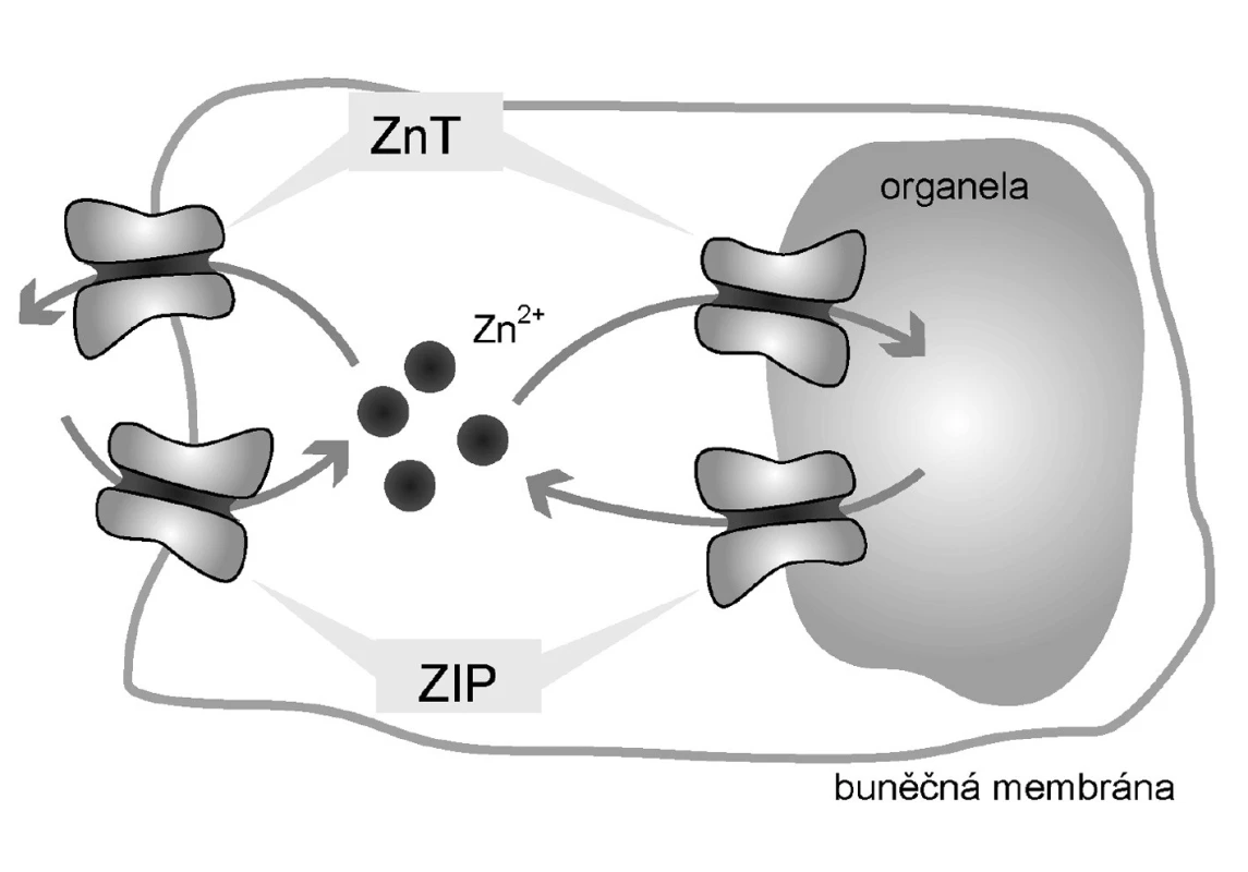 Zinkové transportéry<br>
Legenda:
Přenašeče ZIP zodpovídají za transport Zn<sup>2+</sup> do cytoplazmy z extracelulárního prostředí a z organel. Naopak přenašeče ZnT jsou zodpovědné za transport ven z cytoplazmy, tedy do organel a do extracelulárního prostředí.