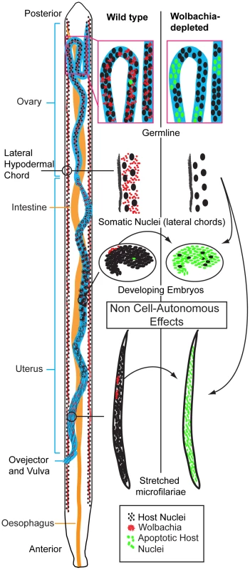 <i>Wolbachia</i>-dependent non cell-autonomous apoptosis.