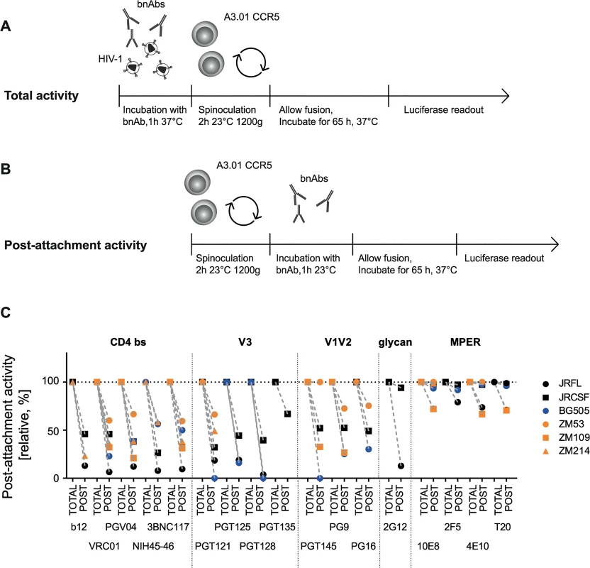 The capacity to neutralize post-CD4 receptor engagement differs between bnAbs and virus strains.