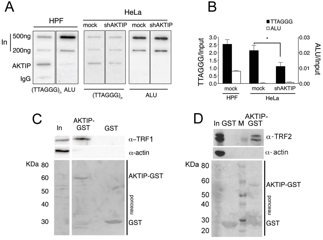 AKTIP interacts with telomeric DNA, TRF1 and TRF2.