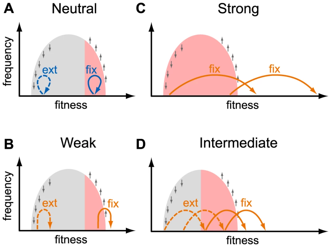 Fates of mutations in a heterogeneous population.