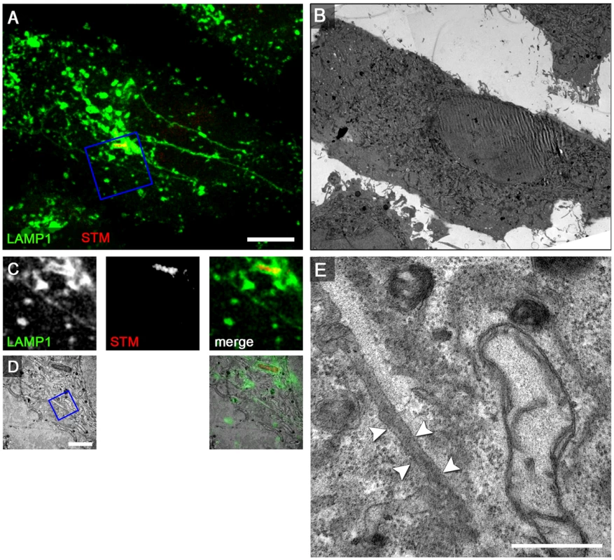The SPI2-T3SS effector SseF is required for induction of double membrane SIF.