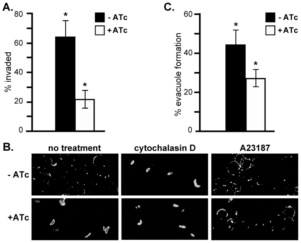 RNG2 is required for invasion, motility and rhoptry evacuole formation.