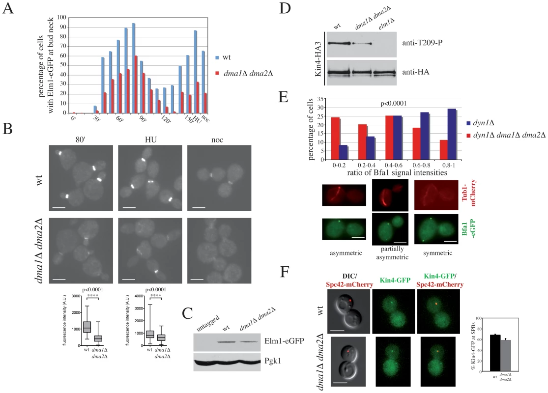 Dma proteins control Elm1 recruitment to the bud neck and Kin4 activation.