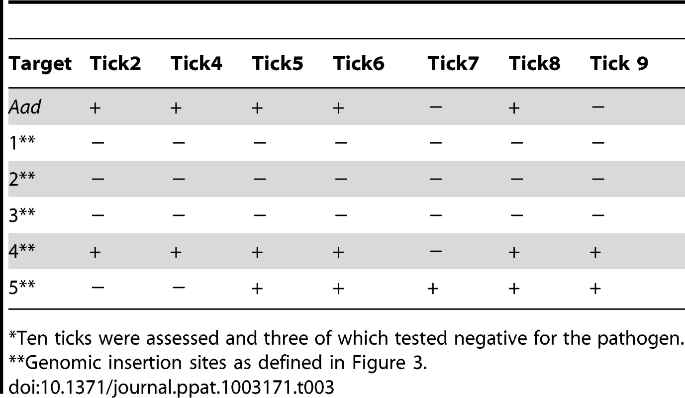Nested PCR verification of the <i>E. chaffeensis</i> infection status and for the transposon insertion sites in ticks<em class="ref">*</em> fed on infected deer.
