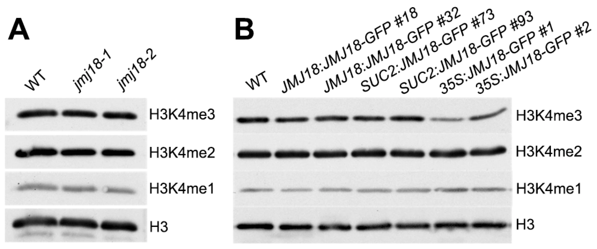 Global H3K4 methylation levels in wild-type, <i>jmj18</i>, and <i>JMJ18</i> overexpressor lines.