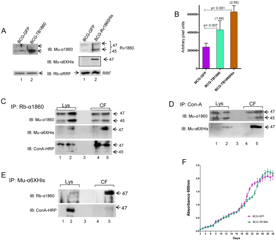 Characterization of recombinant BCG strains expressing MTB Rv1860.