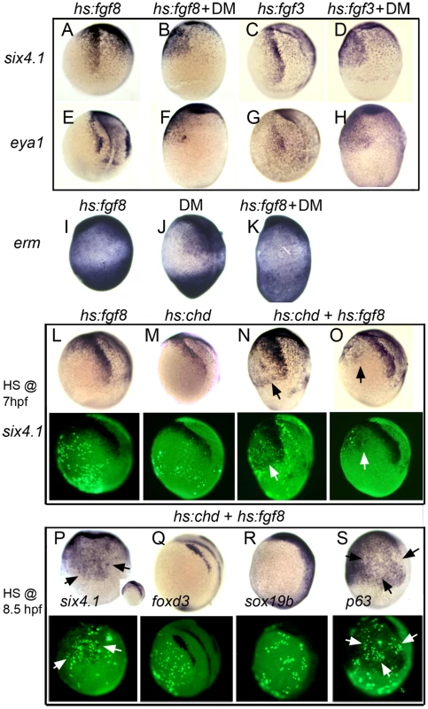 The entire nonneural ectoderm is competent to form preplacodal tissue.