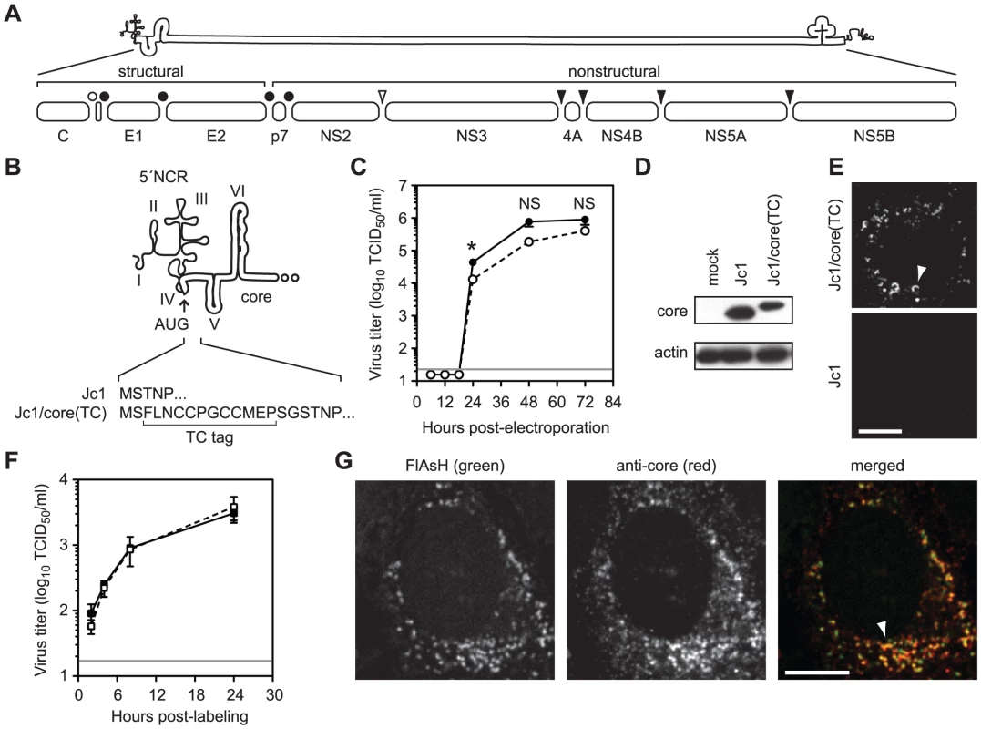 Fluorescent labeling of functional HCV core protein.