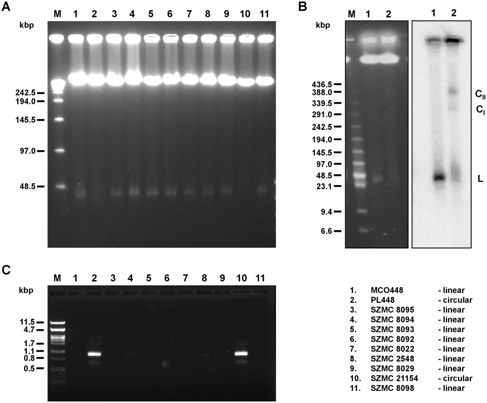 Linear and circular mitochondrial genomes in <i>C</i>. <i>metapsilosis</i> isolates.