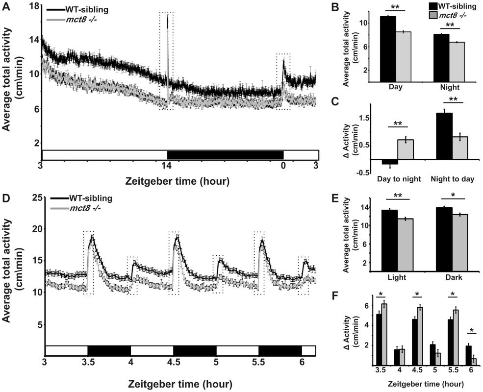 MCT8 mutant exhibits reduced locomotor activity and altered responses to light/dark transitions.
